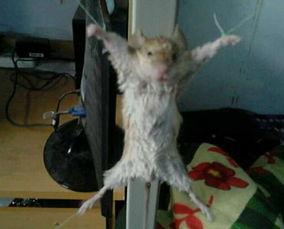 最新爆料老鼠视频,最新老鼠视频曝光,触目惊心现场直击 第1张 最新爆料老鼠视频,最新老鼠视频曝光,触目惊心现场直击 第1张